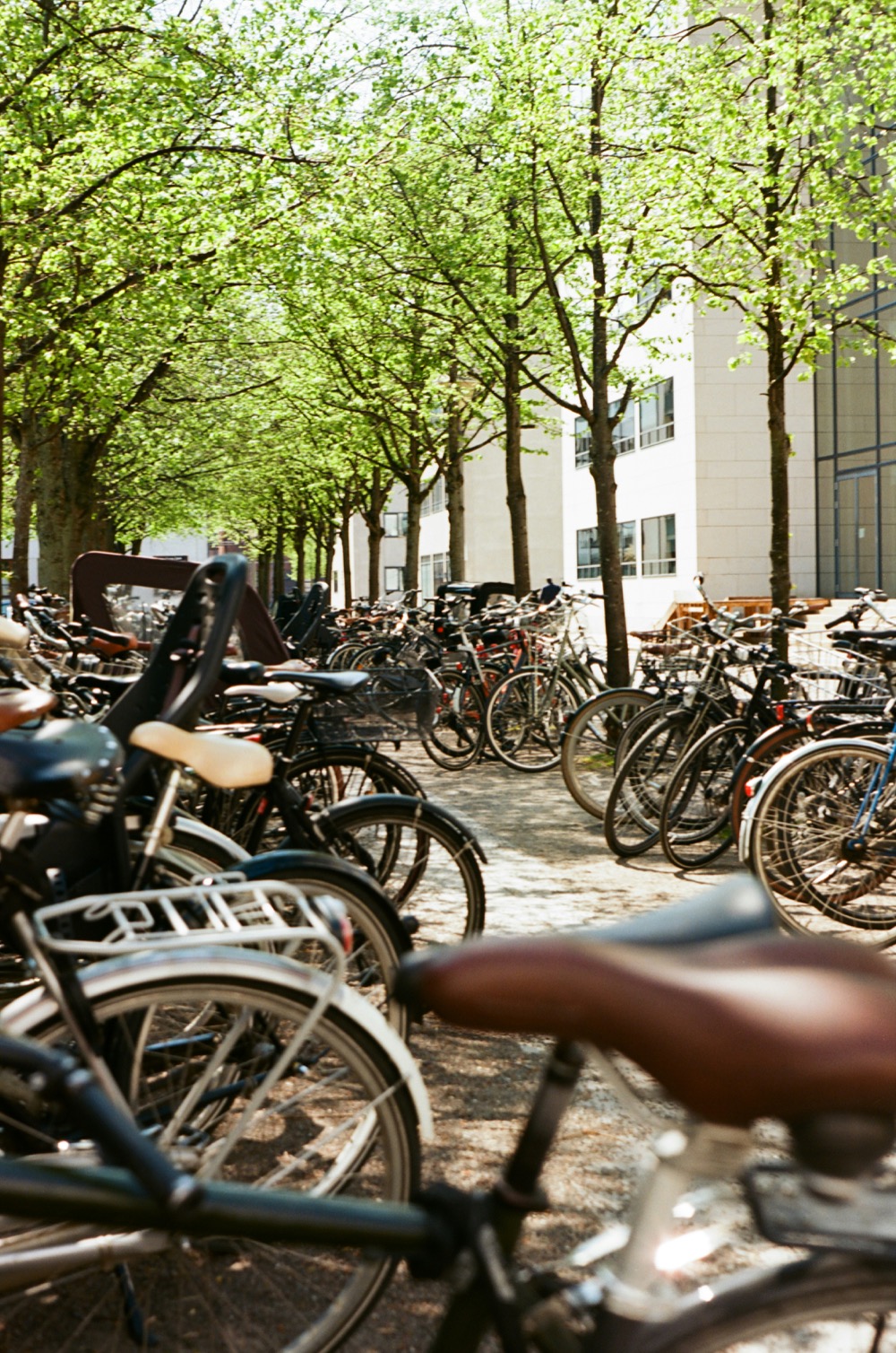 Rows of bikes parked under trees